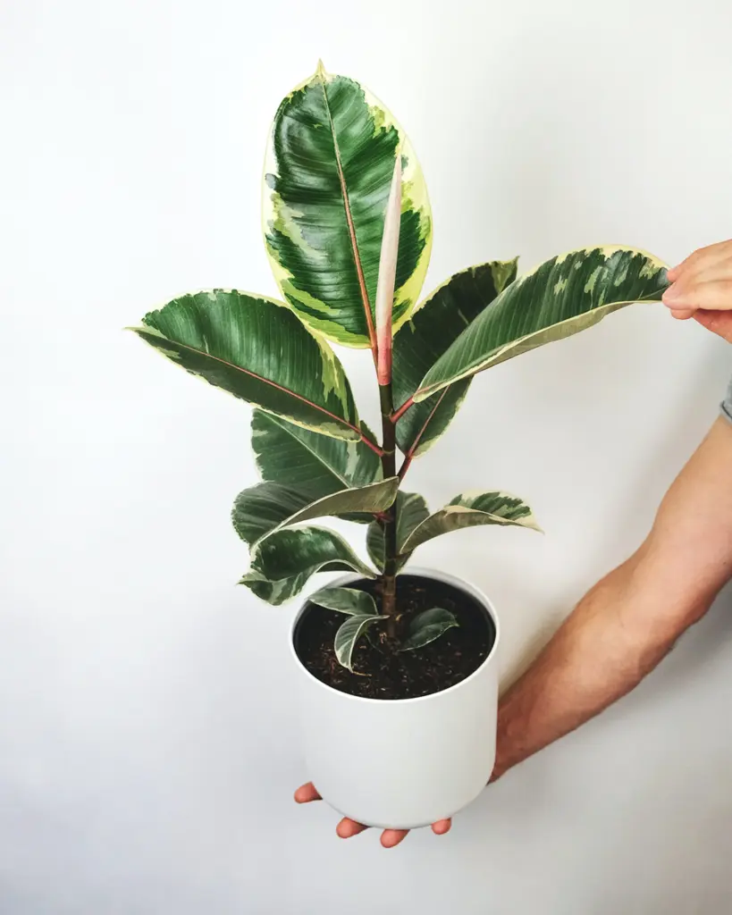 Ficus plante