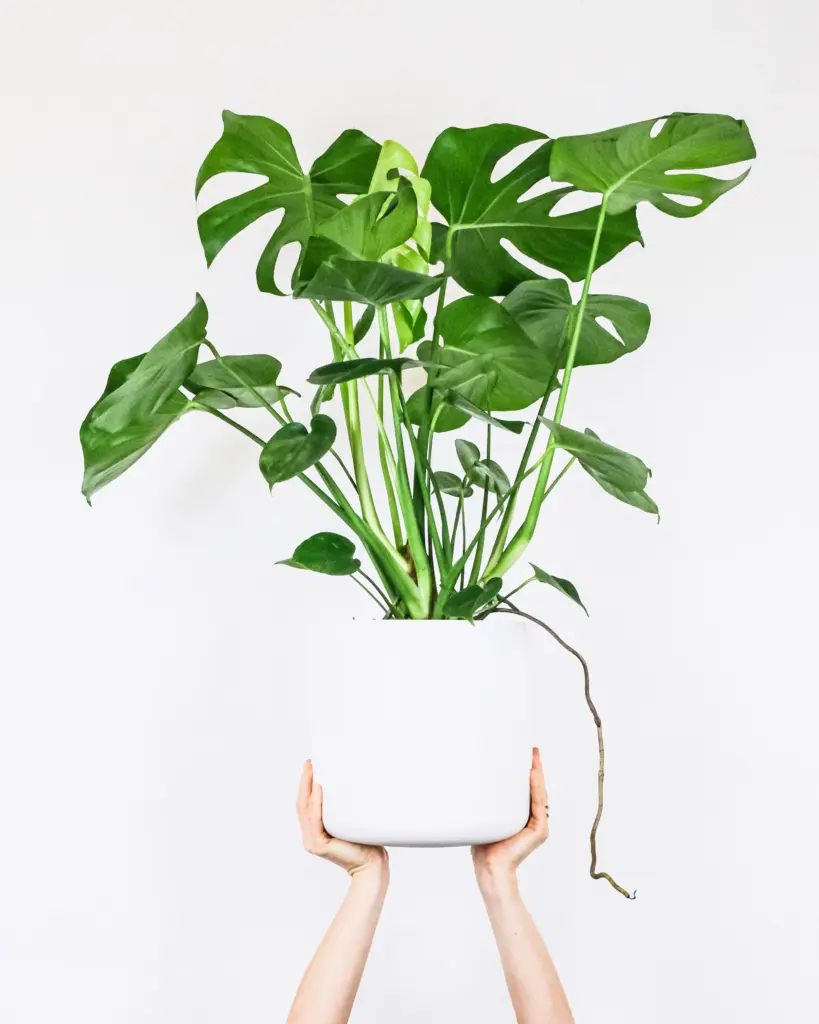 Monstera plante