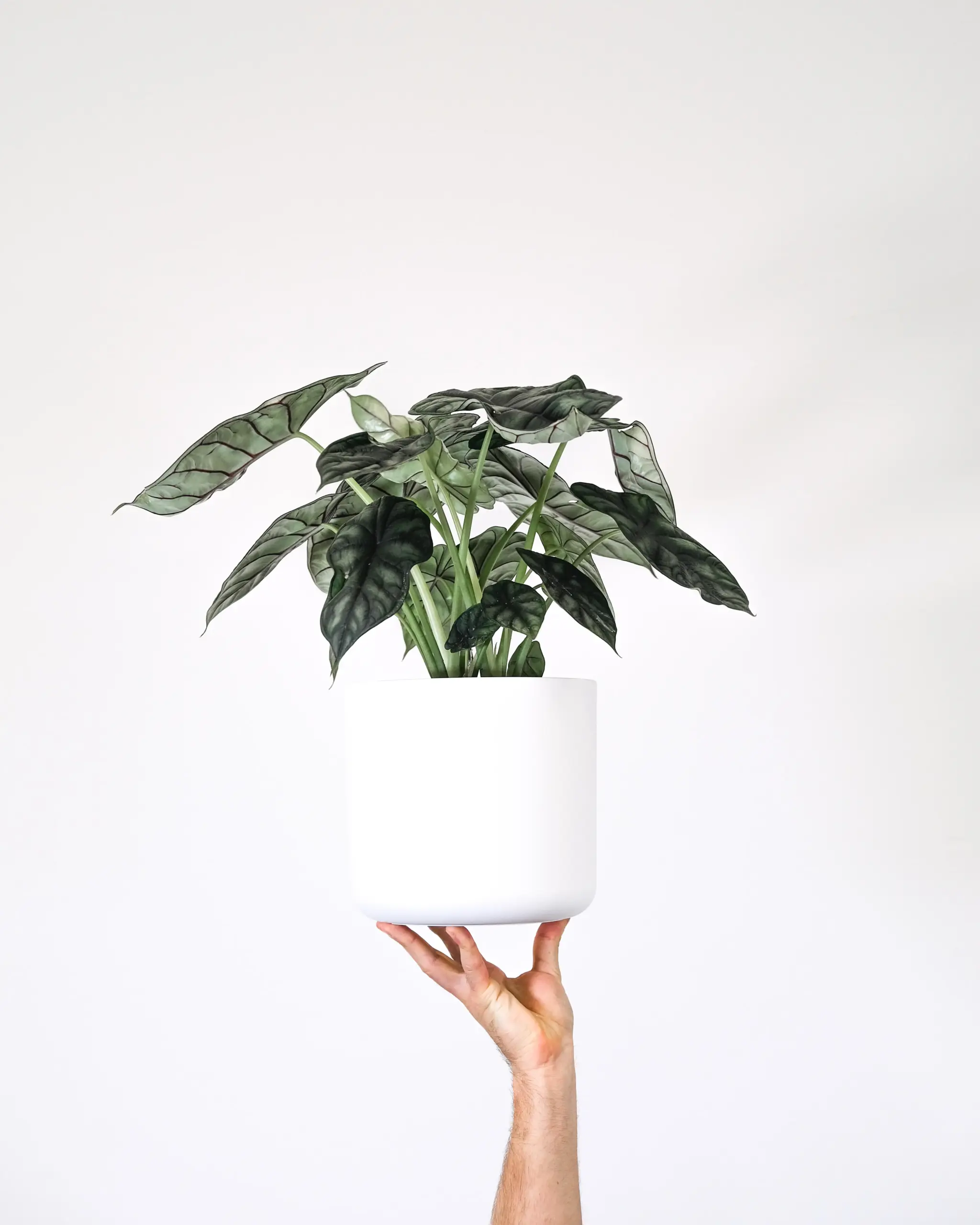 Alocasia plante