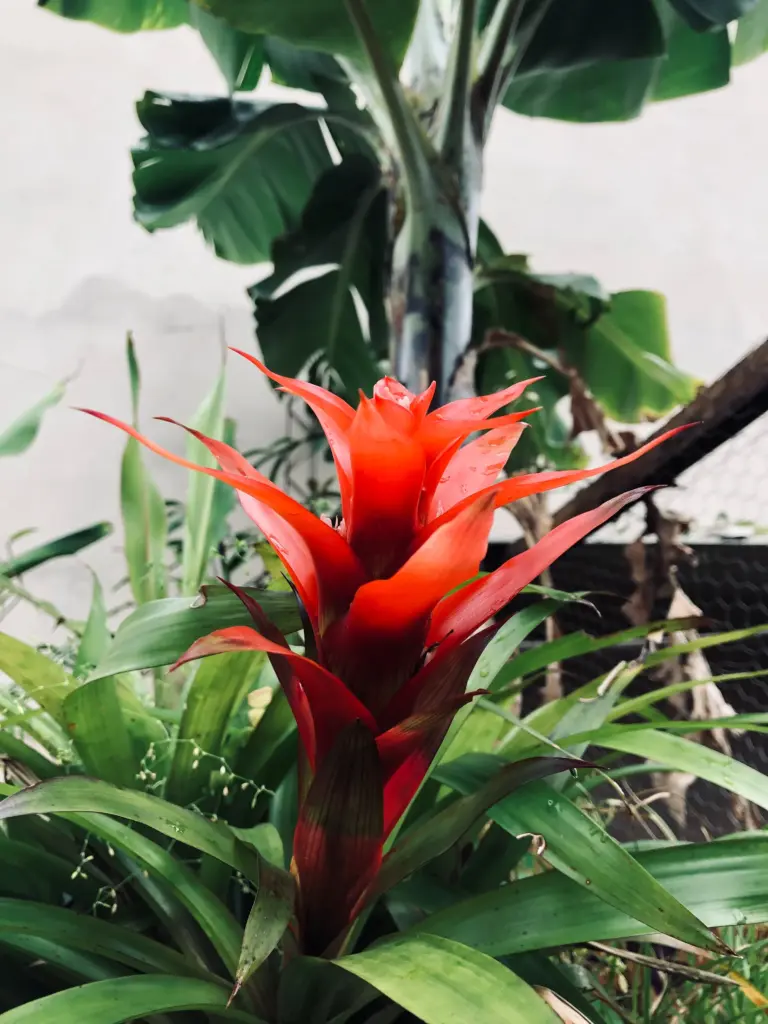 bromelia eller kaldet flammesværd