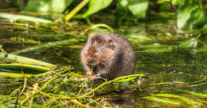 Mosegrise i haven. Hjælp med bekæmpelse af dem